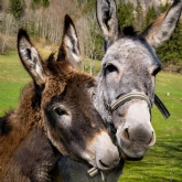 Thumbnail 2 - Donkey Picnic for Two at Dashing Donkeys