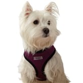 Thumbnail 2 - Personalised Soft Fabric Dog & Puppy Harness