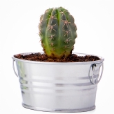 Thumbnail 3 - Grow Your Own Cactus Plant