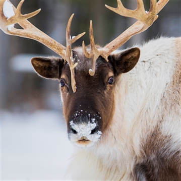 Overnight Stay and Reindeer Experience for Two at Somerset Reindeer Ranch