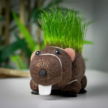 Grow Your Own Hairy Beaver