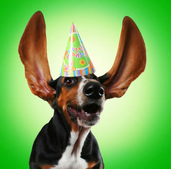 happy dog wearing birthday hat