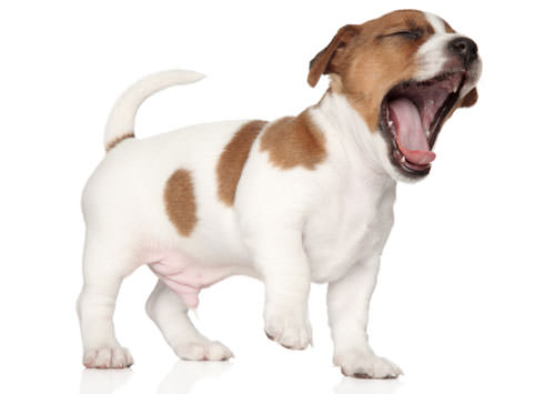 what does it when dogs yawn why do dogs eat grass 8 facts explained find me a gift what does it when dogs yawn why do dogs eat grass 8 facts explained find me a gift