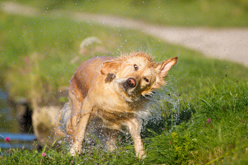 why do puppies shake why do dogs eat grass 8 facts explained find me a gift why do puppies shake why do dogs eat grass 8 facts explained find me a gift