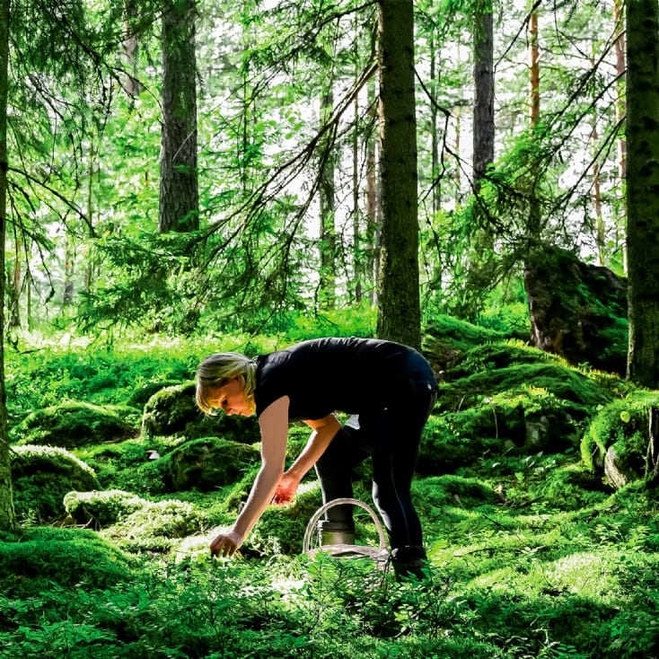 Wild Food Foraging