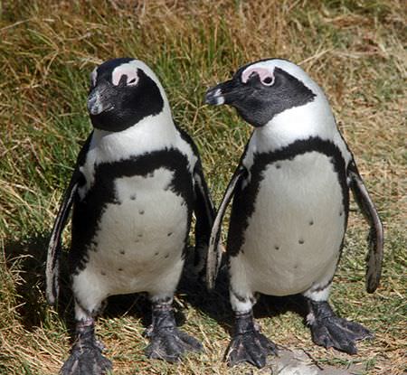 African Penguins
