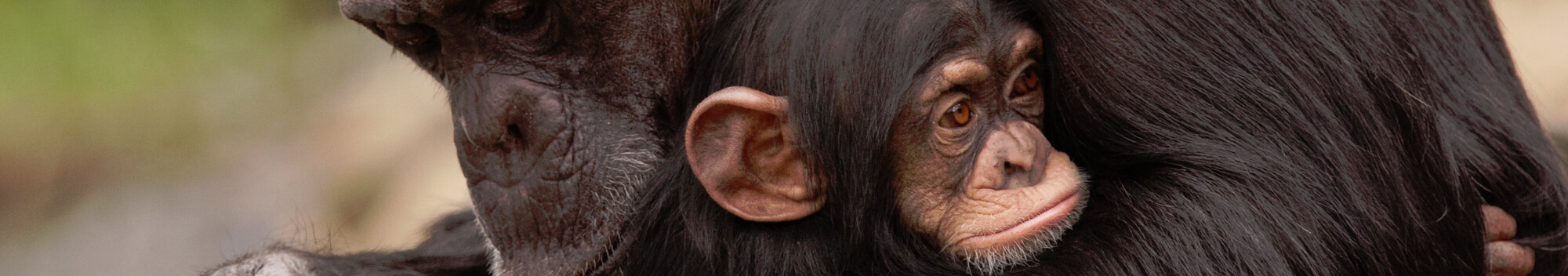 The 10 Best Mums from the Animal Kingdom The 10 Best Mums from the Animal Kingdom