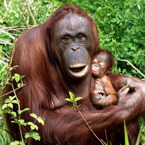 The 10 Best Mums from the Animal Kingdom