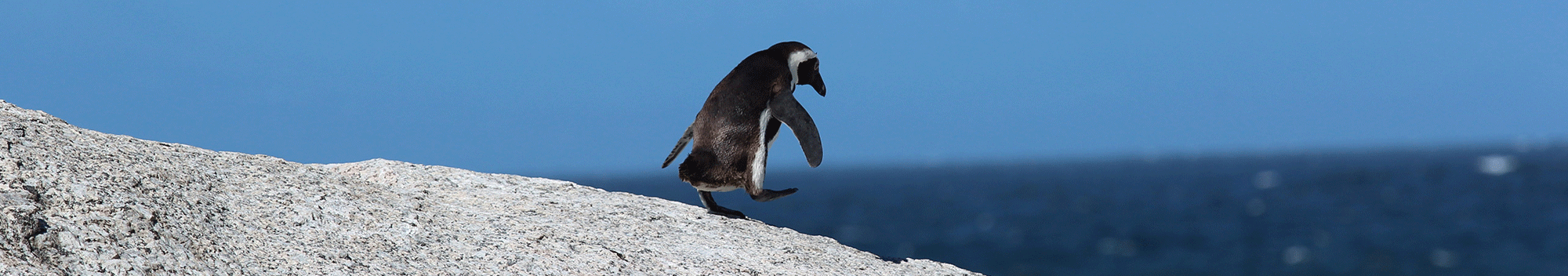 Hurrah! It's World Penguin Day!