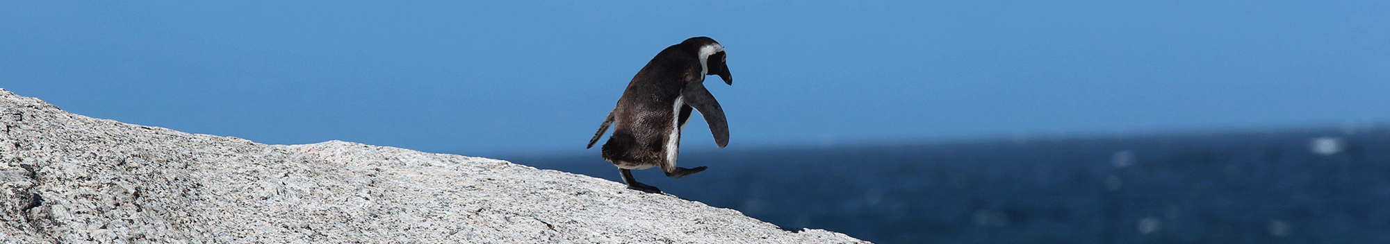 Hurrah! It's World Penguin Day! Hurrah! It's World Penguin Day!