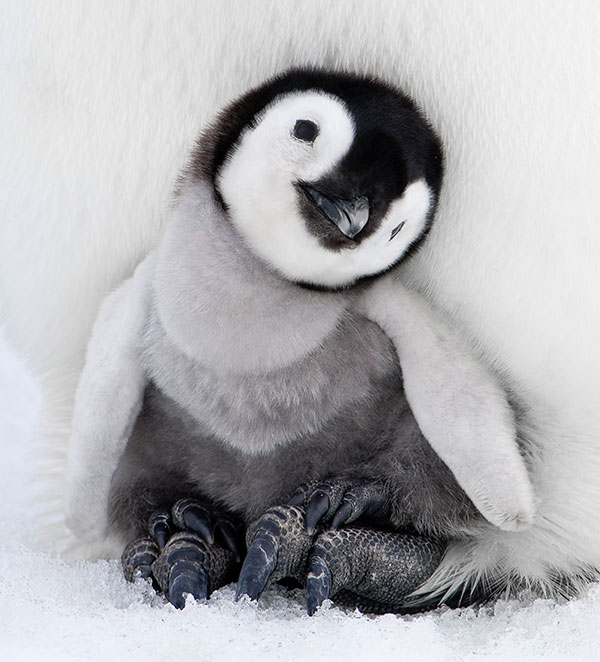 Penguin Chick