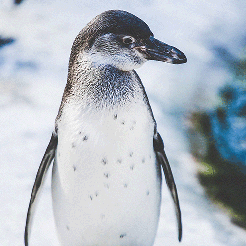 Hurrah! It's World Penguin Day!