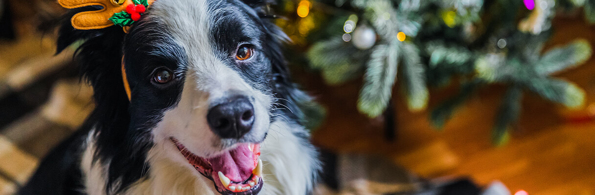 Christmas Gifts for Pets Because They’re Family Too