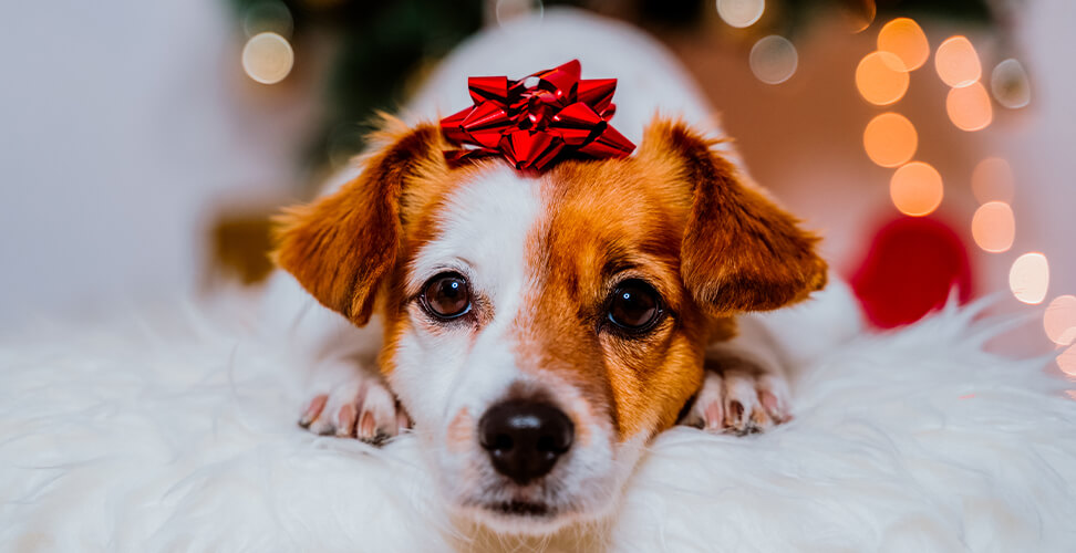Jack Russell wearing red Christmas bow with festive lights – cute holiday pet photo