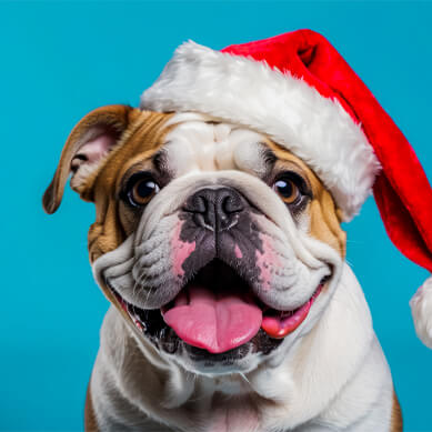 Christmas Gifts for Pets Because They’re Family Too