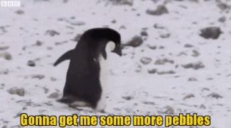 Adelie Penguin