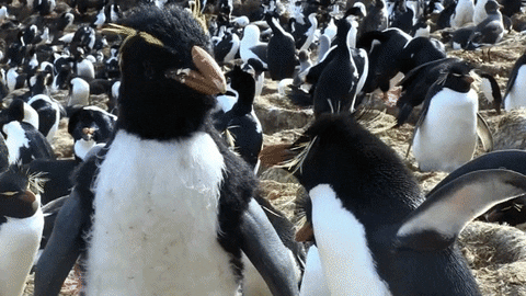 Northern Rockhopper Penguins