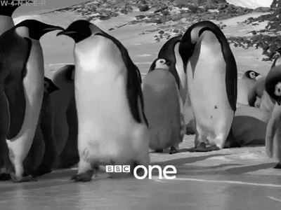 Emperor Penguin Falling Over