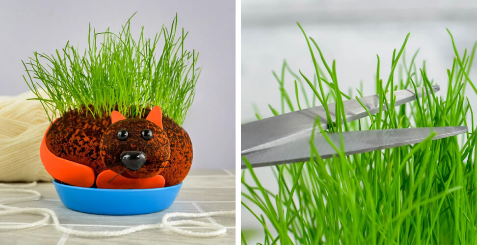 Grow Your Own Pussy novelty grass head &ndash; funny adult gag gift, quirky party present, humorous desktop or home novelty for birthdays, holidays, or pranks