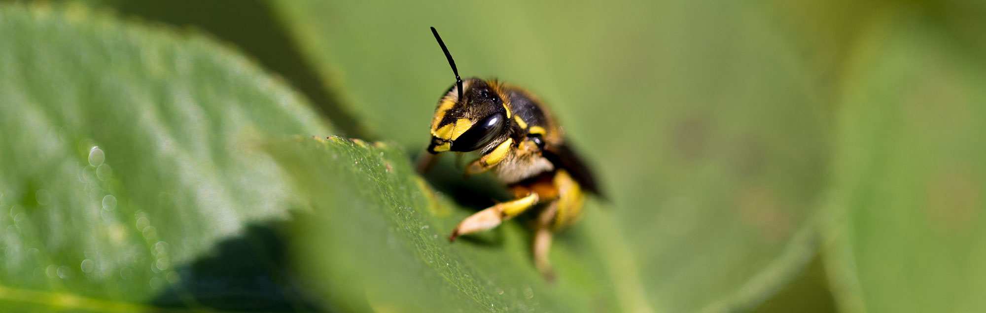 The Joy of Leaf-Cutter Bees