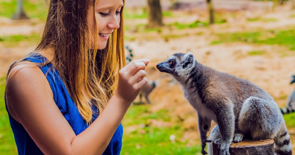A smiling woman in a blue top feeds a ring-tailed lemur during an animal encounter.