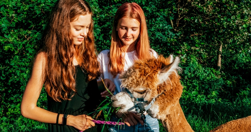 Two young women happily feed grass to a brown and white alpaca in a lush green outdoor setting.
