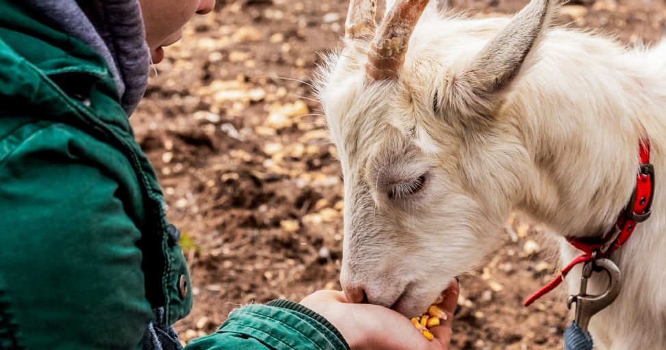 A person in a green jacket feeding corn kernels from their hand to a white goat with small horns.