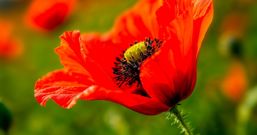 A vibrant red poppy flower with a yellow and black center stands out against a soft green background.