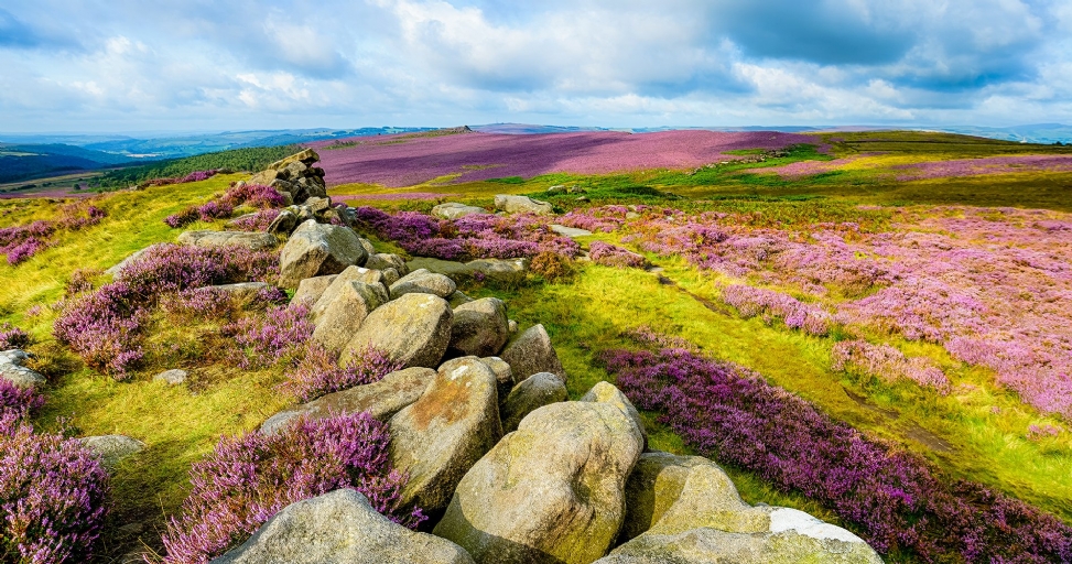 A scenic view of a vast moorland landscape covered in vibrant purple heather, green grass, and large rocks under a cloudy sky.
