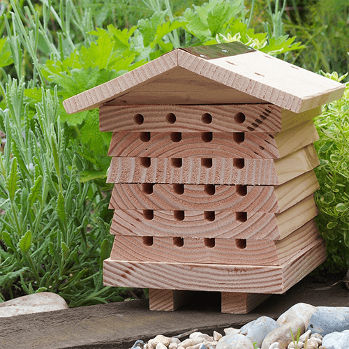 The Joy of Leaf-Cutter Bees