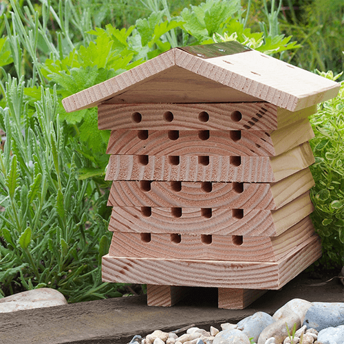 The Joy of Leaf-Cutter Bees The Joy of Leaf-Cutter Bees