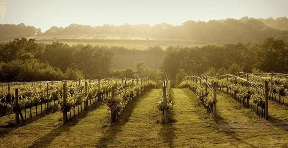 A vineyard with rows of vines