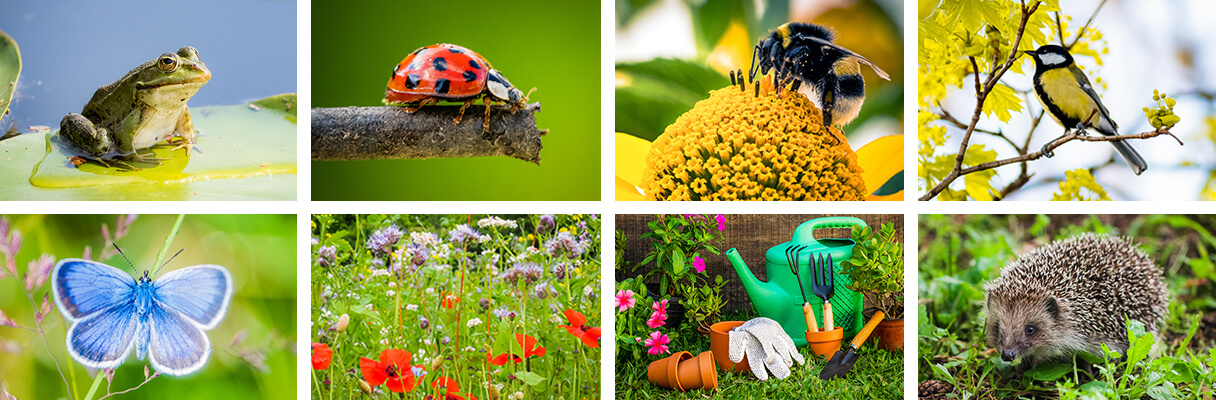 Get Wildlife Ready for Gardens Big or Small - Tips and Gifts Get Wildlife Ready for Gardens Big or Small - Tips and Gifts
