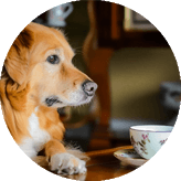 &pound39 - Dog Friendly Afternoon Tea