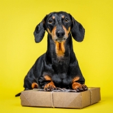 Thumbnail 11 - 3 Month Dog Treat Subscription