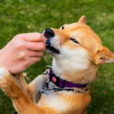 Thumbnail 7 - 3 Month Dog Treat Subscription