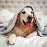 Thumbnail 1 - Dog Friendly Hotel Stay 