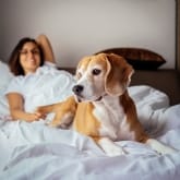 Thumbnail 11 - Dog Friendly Hotel Stay 