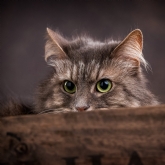 Thumbnail 4 - Pet Portrait Voucher