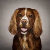 Thumbnail 5 - Pet Portrait Voucher
