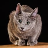 Thumbnail 8 - Pet Portrait Voucher
