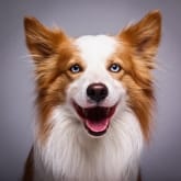 Thumbnail 2 - Pet Portrait Voucher