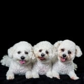 Thumbnail 6 - Pet Portrait Voucher
