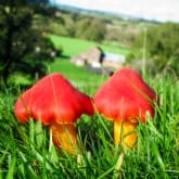 Thumbnail 3 - Family Experience at National Botanic Garden of Wales