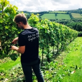 Thumbnail 3 - English Vineyard Discovery