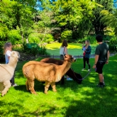 Thumbnail 3 - Meet & Greet the Alpacas