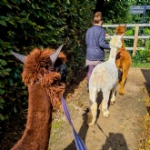 Thumbnail 7 - Meet & Greet the Alpacas