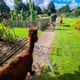 Thumbnail 8 - Meet & Greet the Alpacas