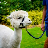 Thumbnail 9 - Meet & Greet the Alpacas