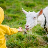 Thumbnail 2 - Family Goat Walk